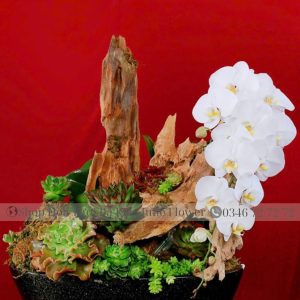 Lan Hồ Điệp-1607